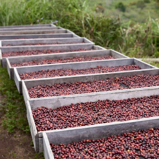 The Barn Asman Gayo cafea boabe 200g natural