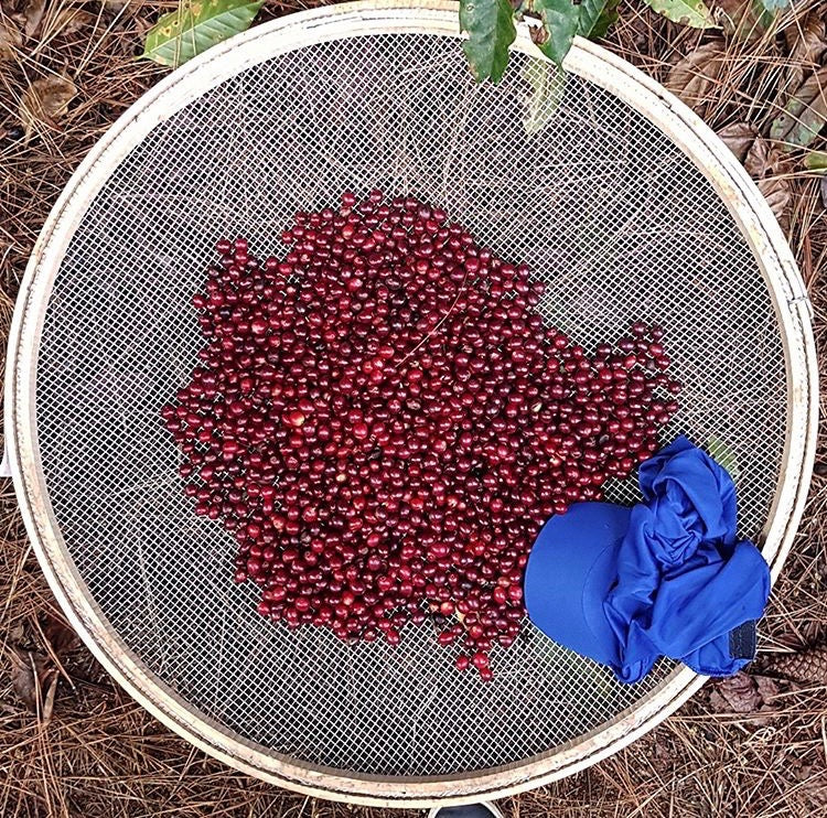 The Barn Daterra Gesha cafea boabe 200g editie