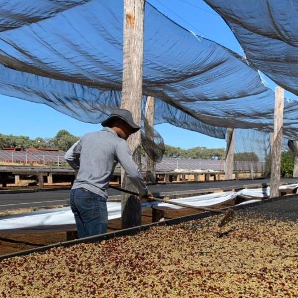 The Barn Our Plot Daterra cafea filtru 250g miere
