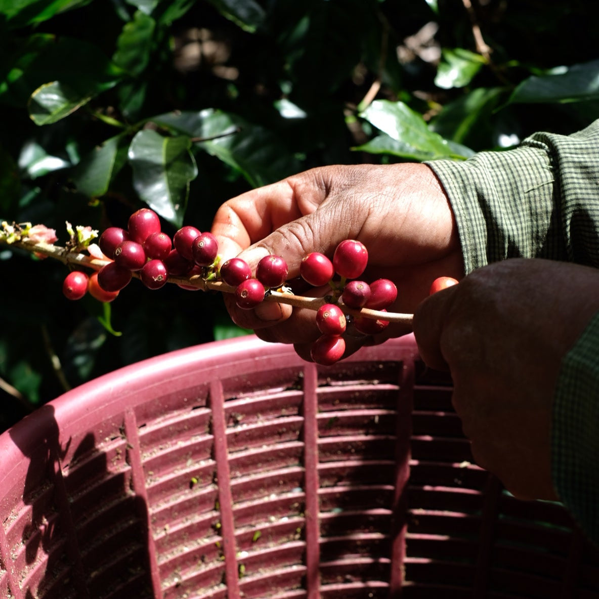 The Barn Hacienda La Esmeralda Gesha cafea boabe 100g