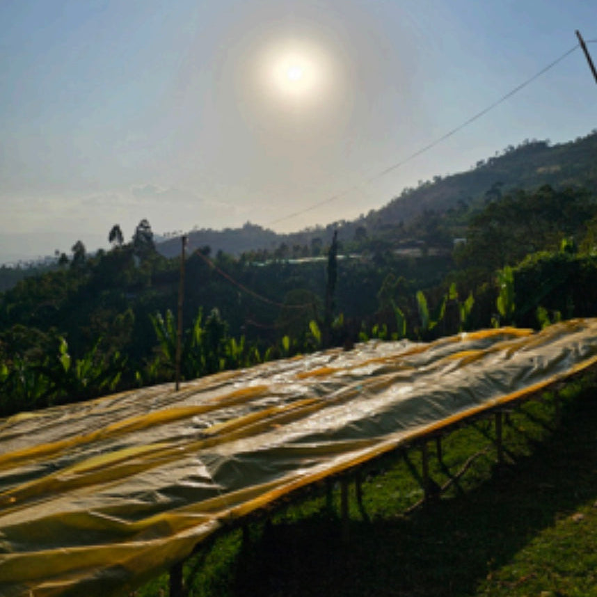 The Barn Bekele Kechara cafea boabe 200g natural