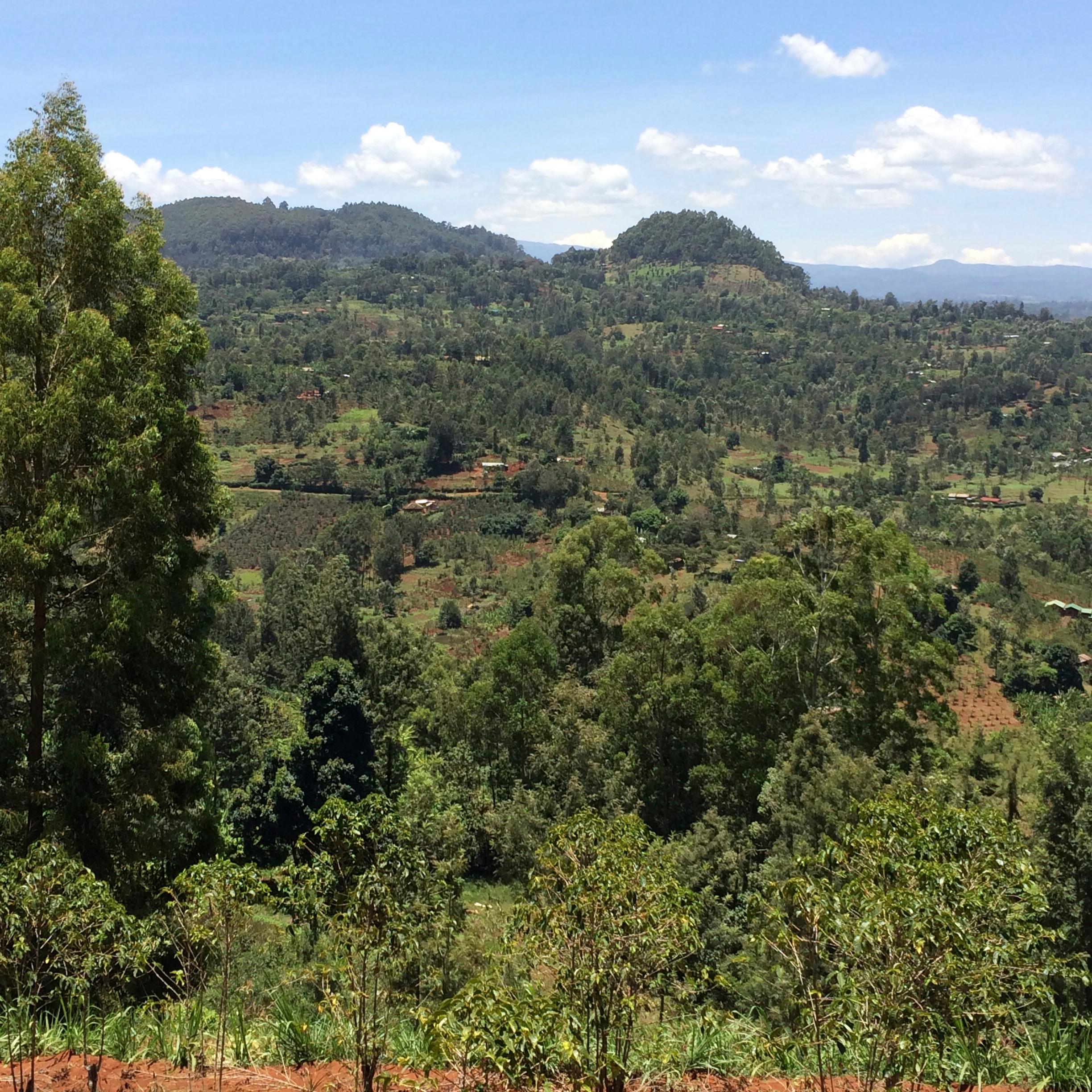 The Barn Gakuyu-Ini Peaberry cafea boabe 250g Kenya