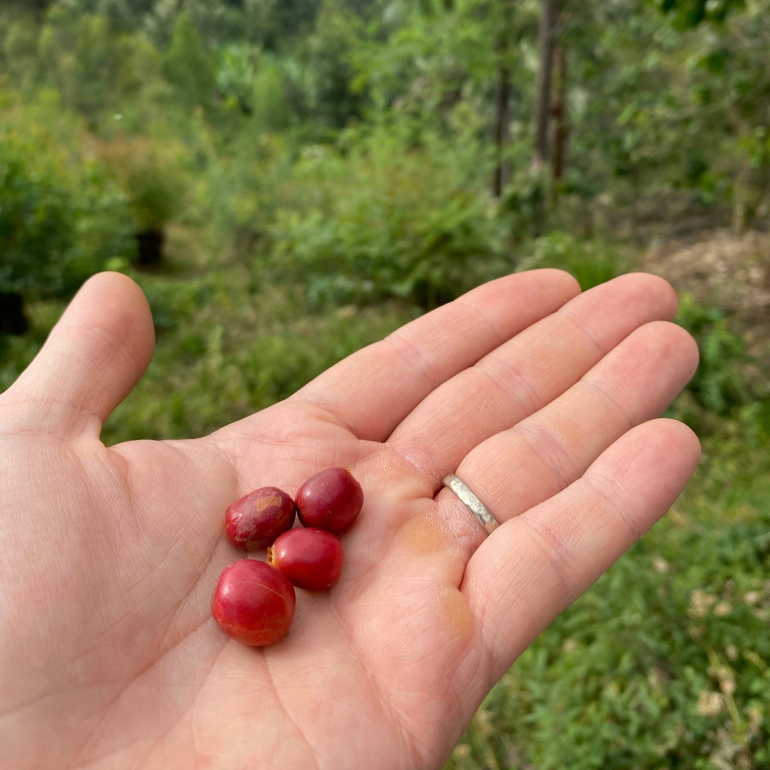 The Barn Huye Mountain Natural cafea 250g naturala