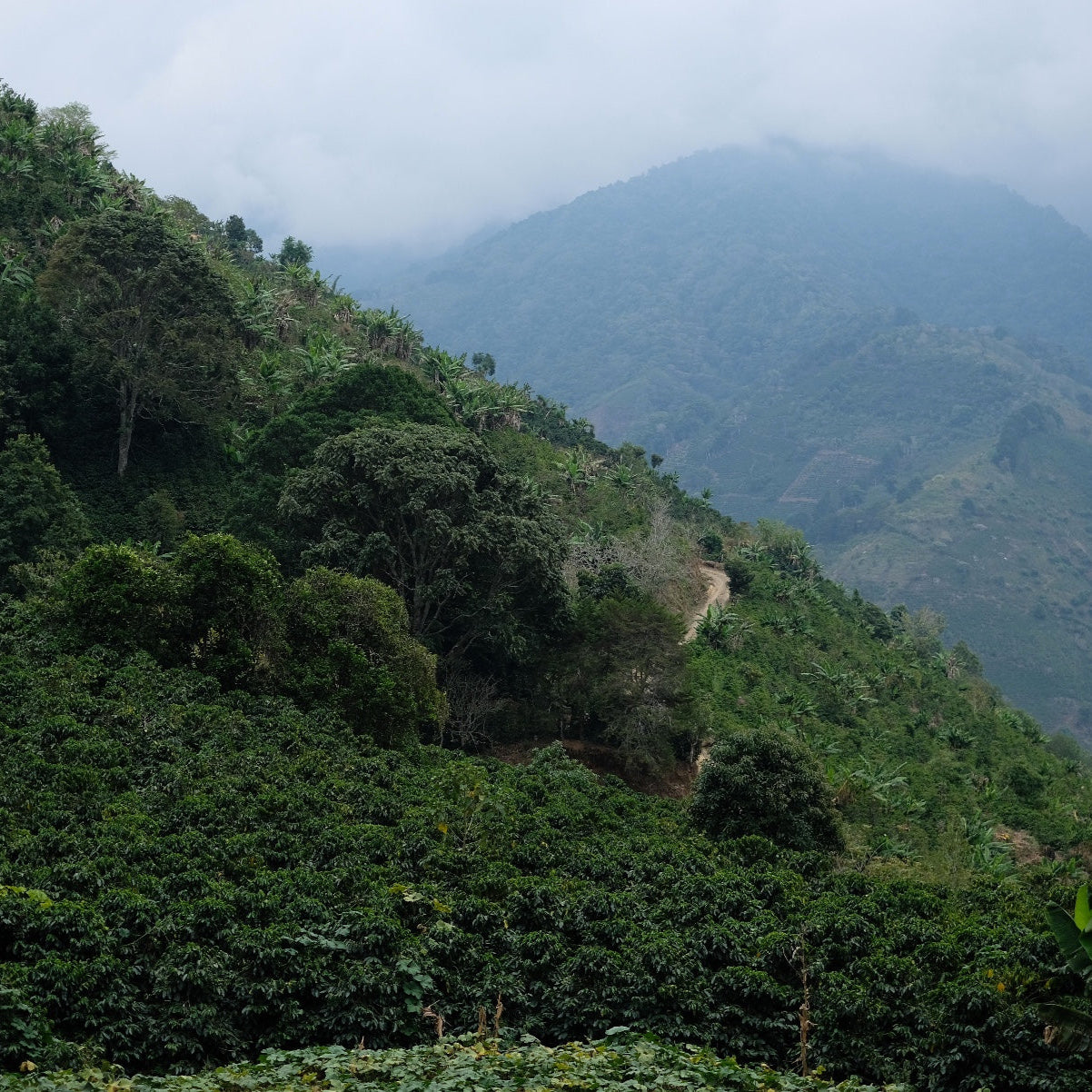 The Barn El Salitre cafea boabe 250g red honey