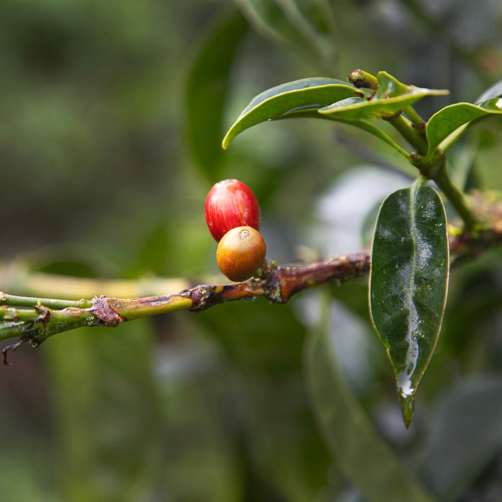 The Barn Juan Martin Gesha cafea boabe 250g filtru