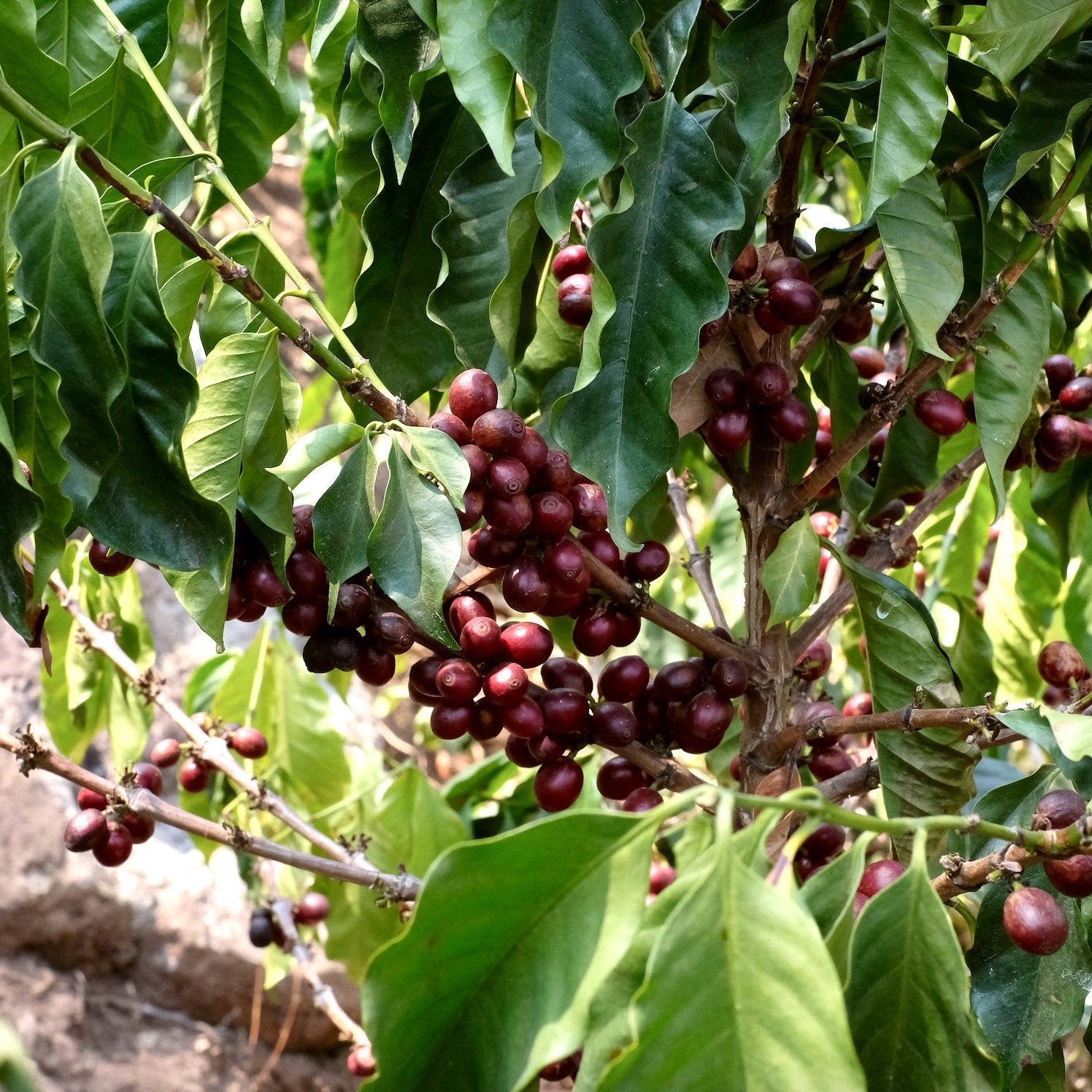 The Barn La Colina cafea boabe 250g fructată
