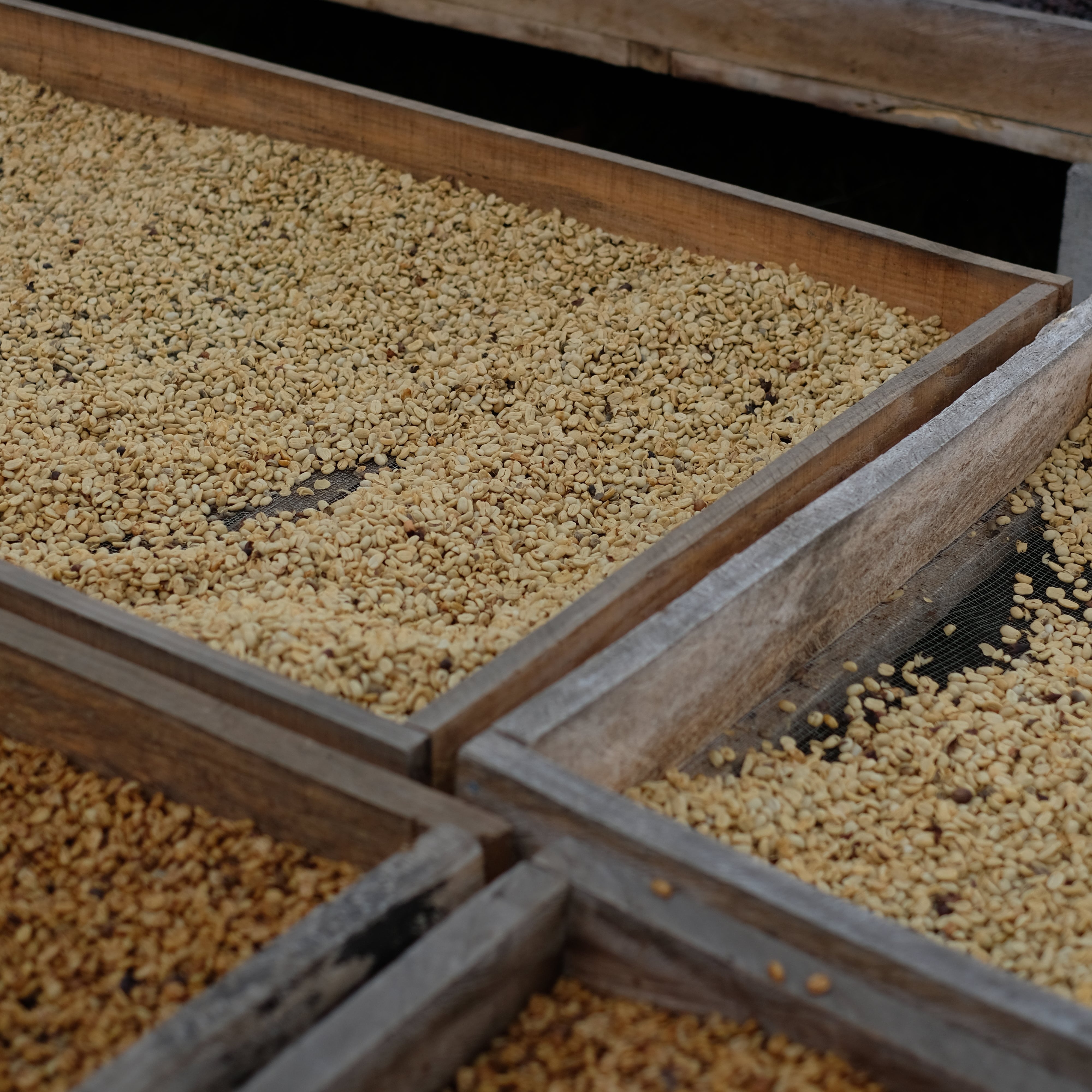 The Barn Los Pirineos Bourbon cafea boabe 250g El Salvador