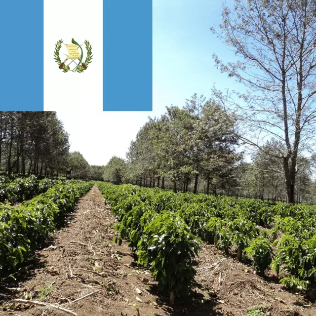 LEONARD Caffe Guatemala cafea boabe single origin