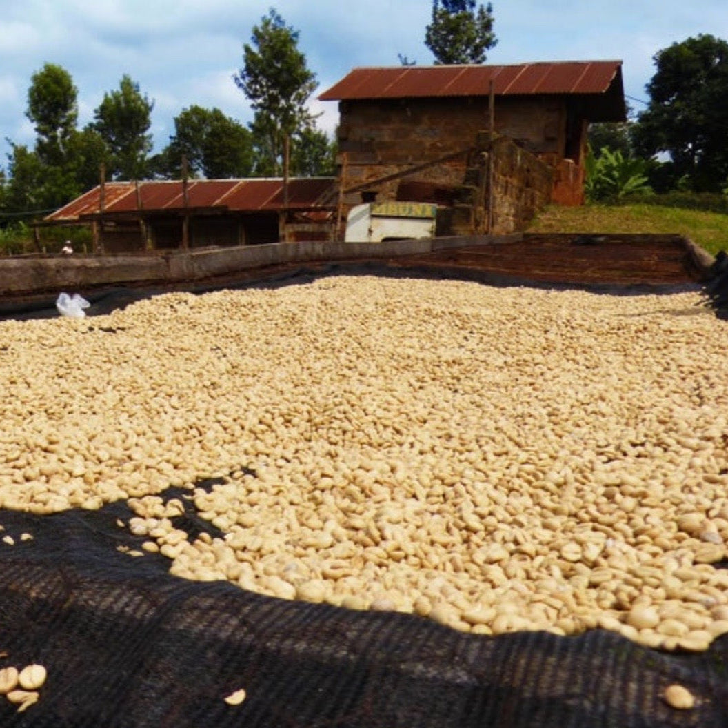 The Barn Kabingara AB cafea boabe 250g Kenya spalata