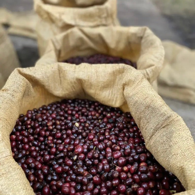 The Barn Los Pirineos Pacamara cafea boabe 250g honey