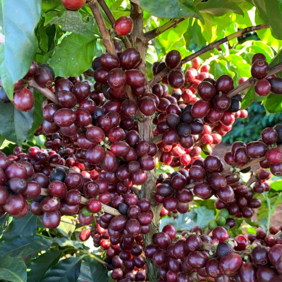 The Barn Our Plot Daterra cafea filtru 250g miere