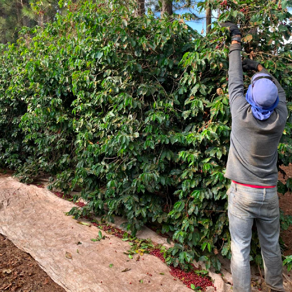 The Barn Our Plot Daterra cafea filtru 250g miere