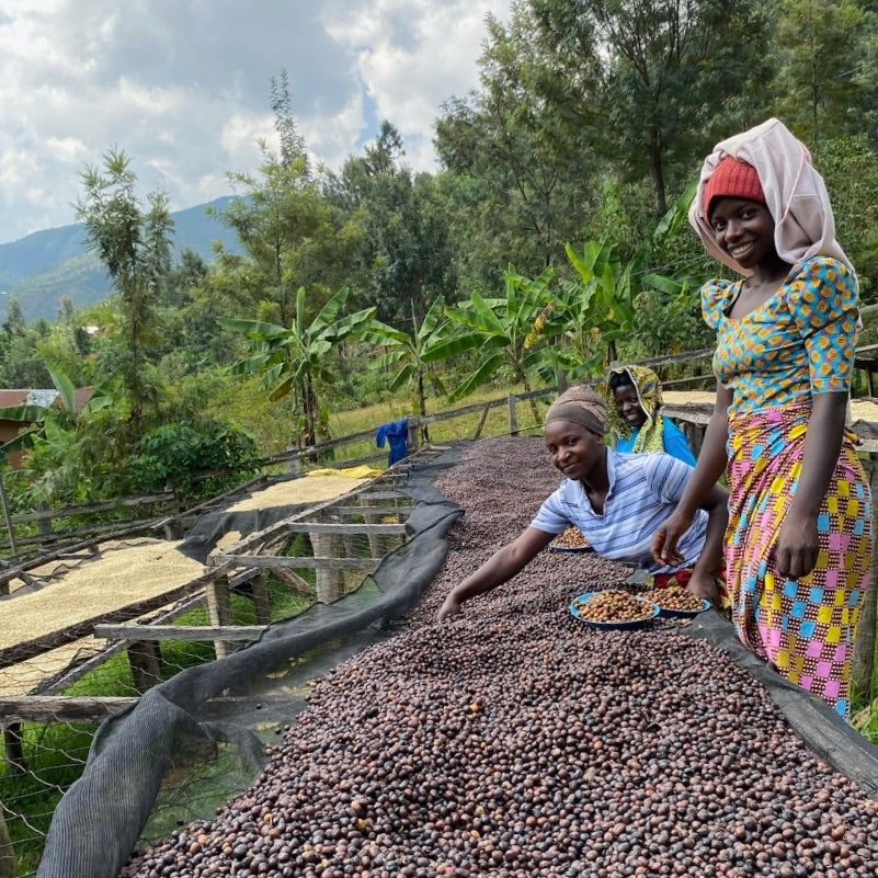 The Barn Mahembe cafea boabe 250g Rwanda spălată