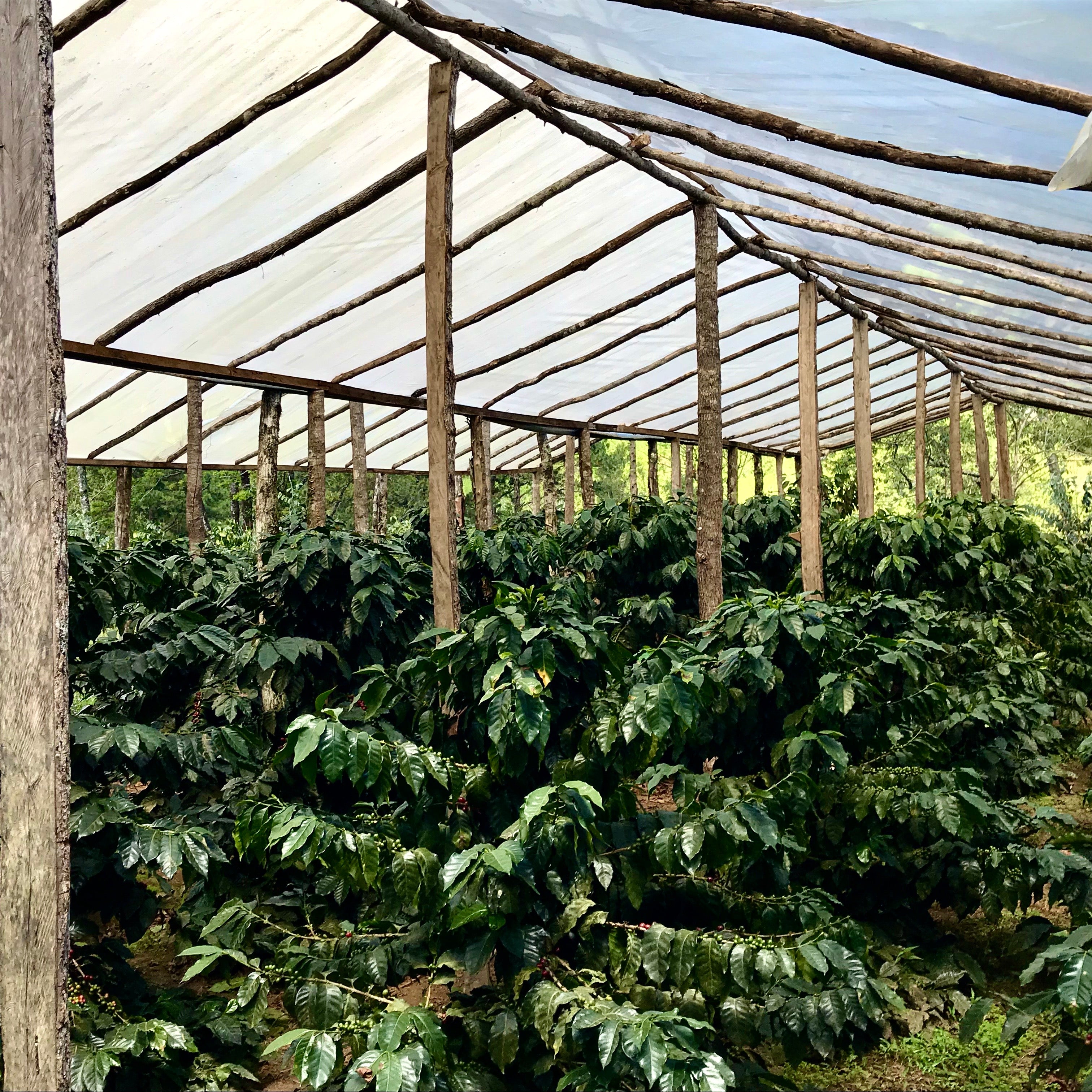 The Barn Caballero cafea 250g caisa