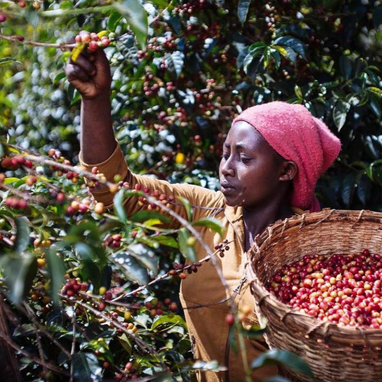 The Barn Chelbesa cafea boabe 250g Etiopia filtru