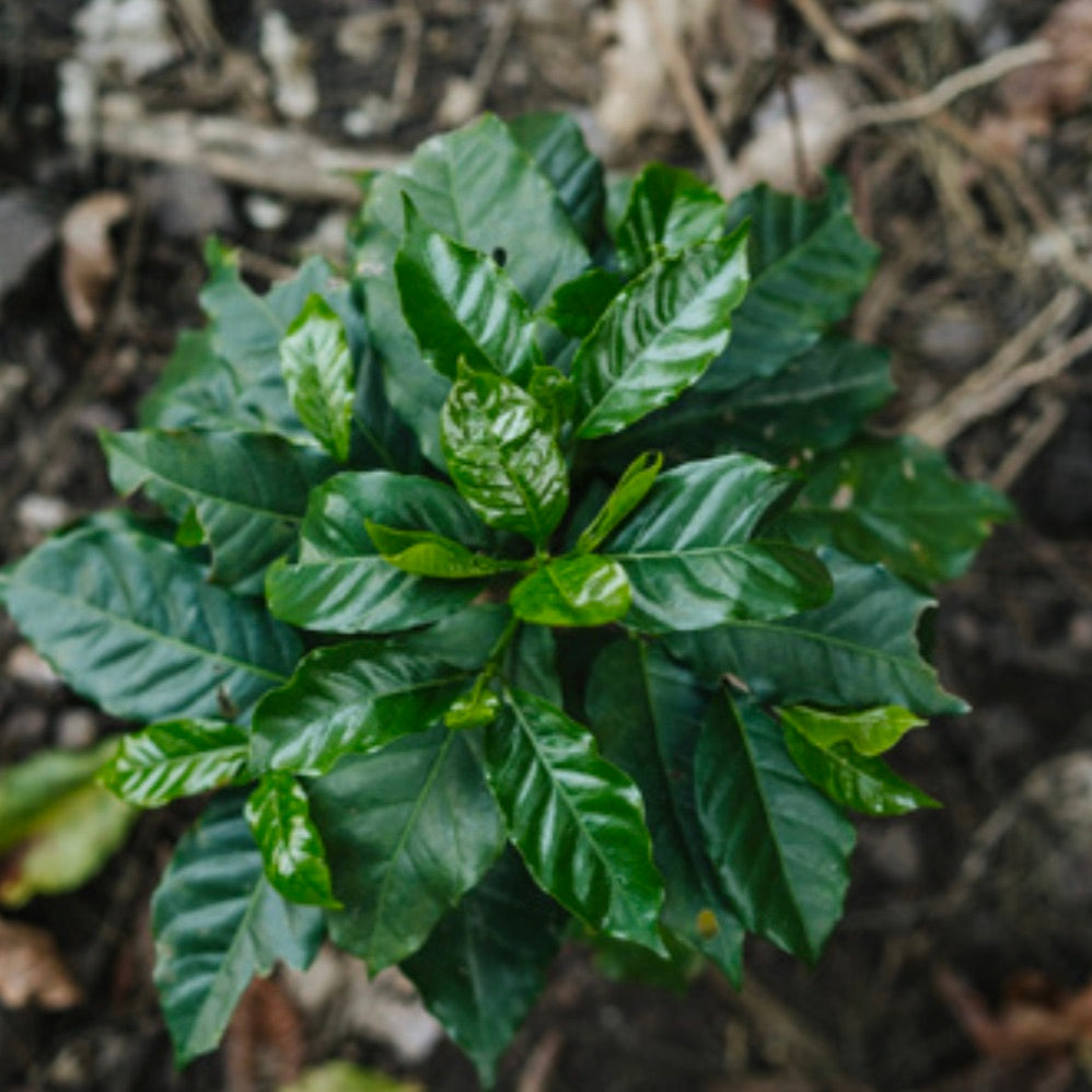 The Barn Andres Ramirez cafea boabe 250g ciocolatie