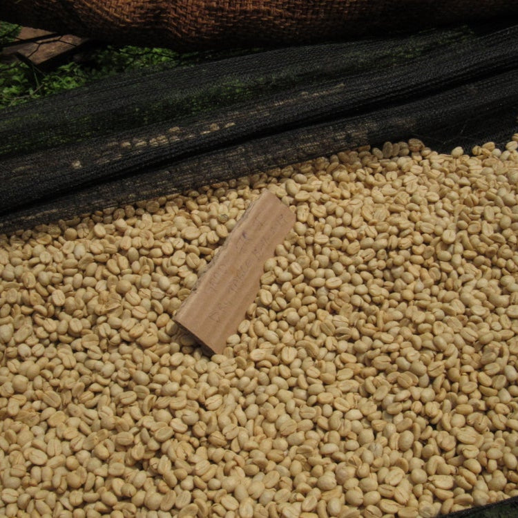 The Barn Gachenge AA cafea boabe 250g fructată