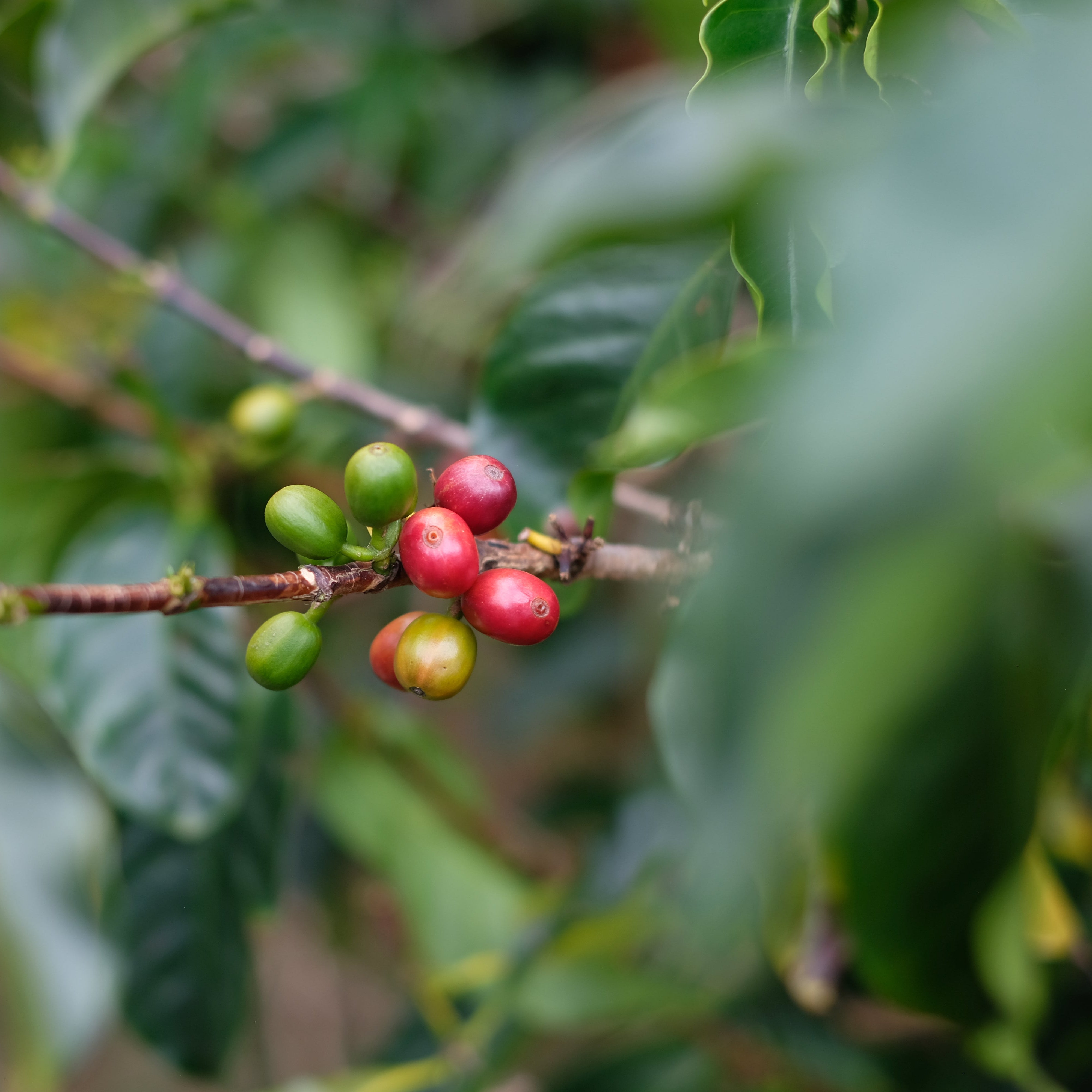 The Barn La Negrita Red Gesha cafea 100g Columbia