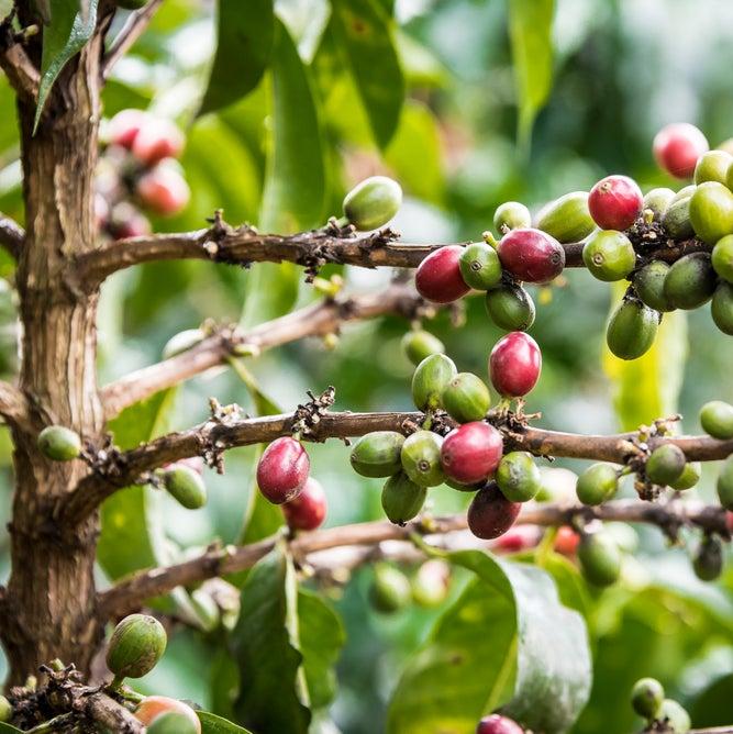The Barn Gatomboya AA cafea boabe 200g Kenya