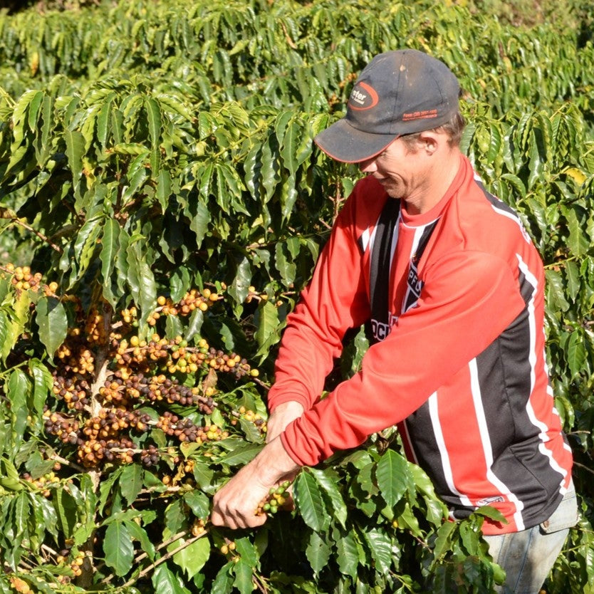 The Barn Celso Minussi cafea boabe 250g prăjire filtru