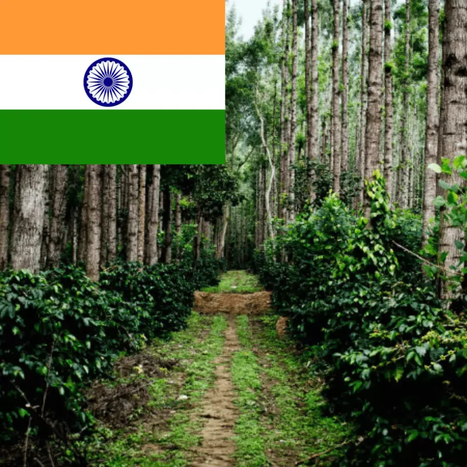 LEONARD Caffe India Plantation cafea boabe arabica