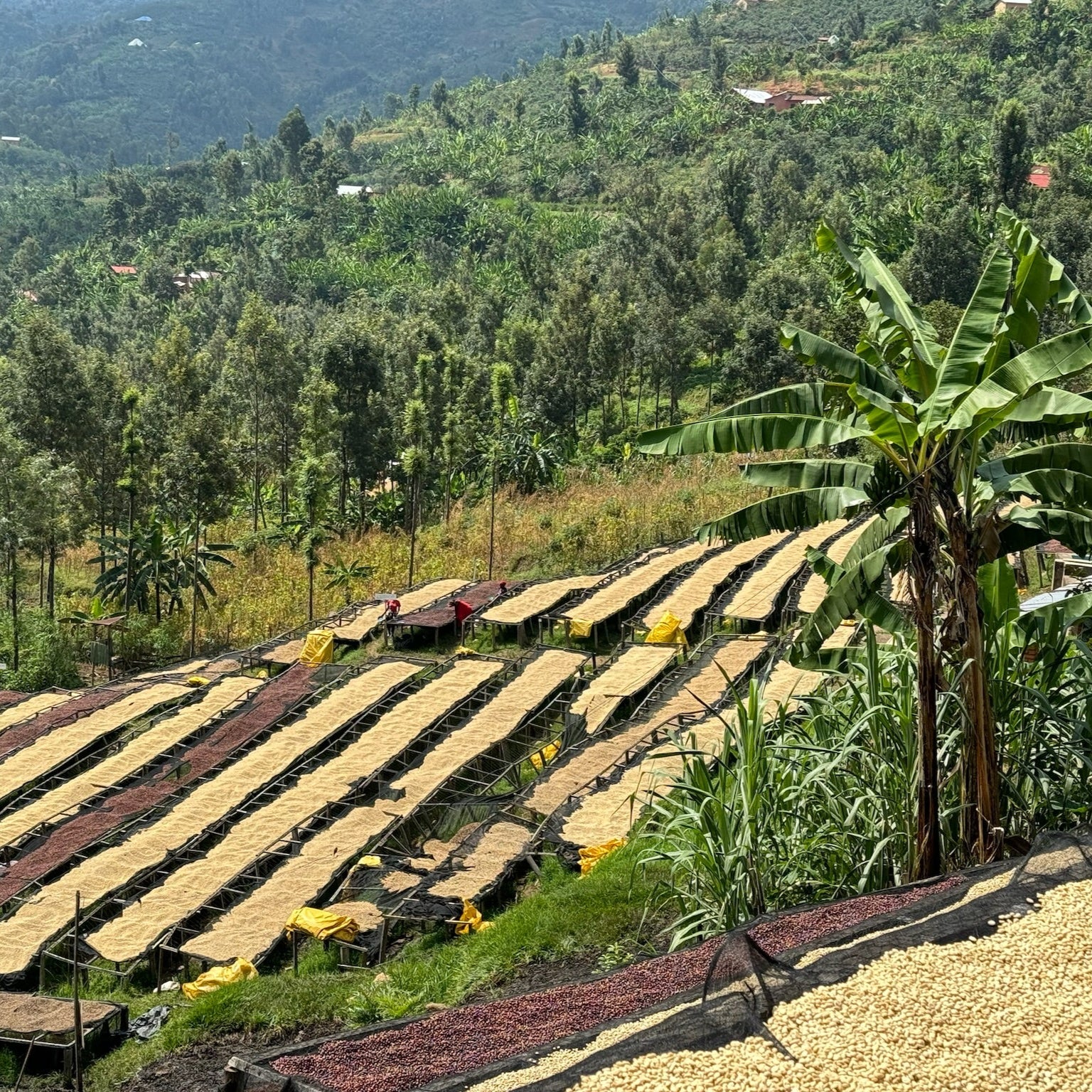 The Barn Gitwe cafea boabe 250g spălată Ruanda