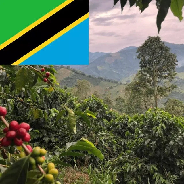 LEONARD Tanzania cafea boabe arabica single origin