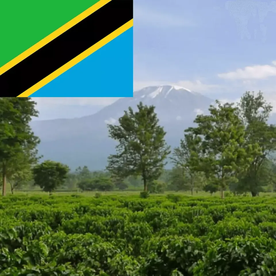 LEONARD Caffe Kilimanjaro cafea boabe arabica
