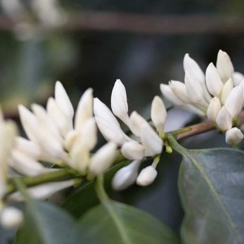 The Barn Genesis cafea boabe 250g Etiopia naturala