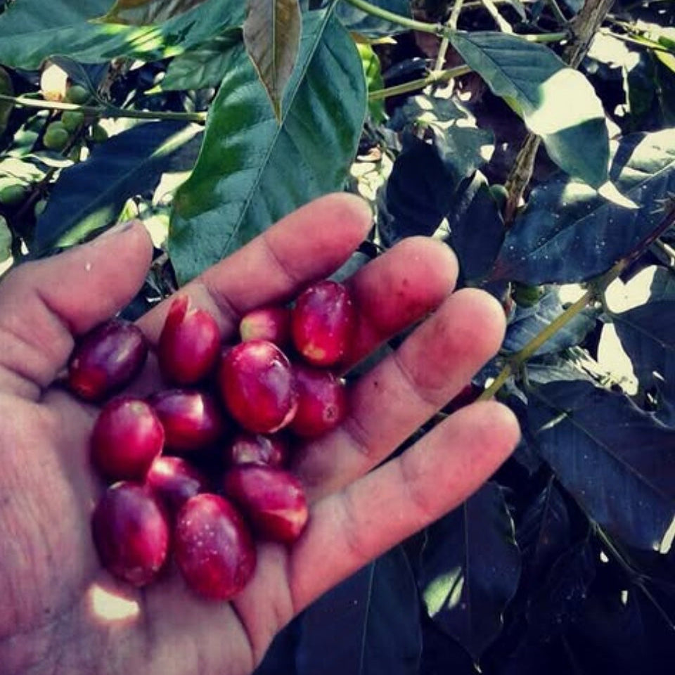 The Barn Santa Irene cafea boabe 250g spalata