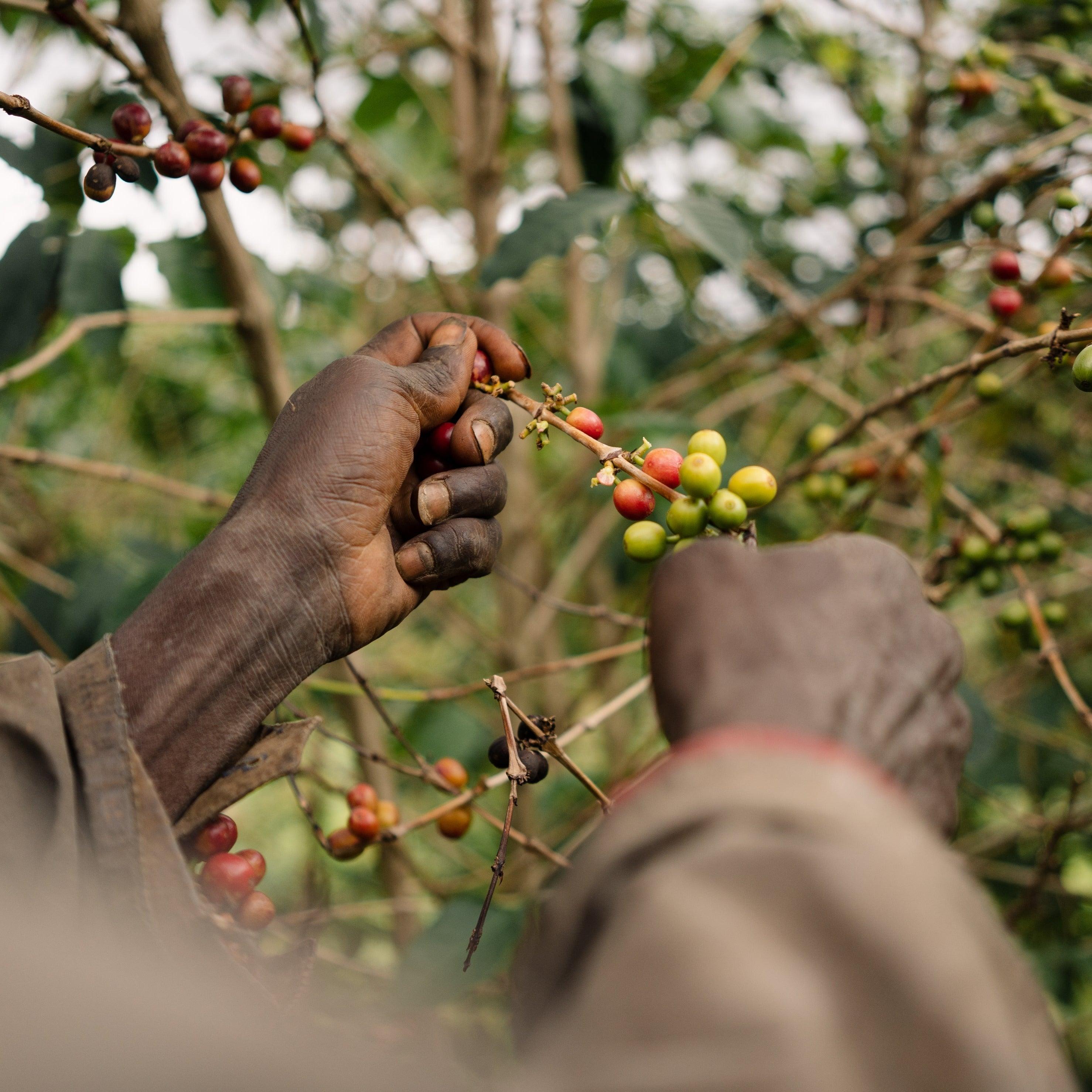 The Barn Bumba Hill Lot 1 cafea boabe 250g espressor