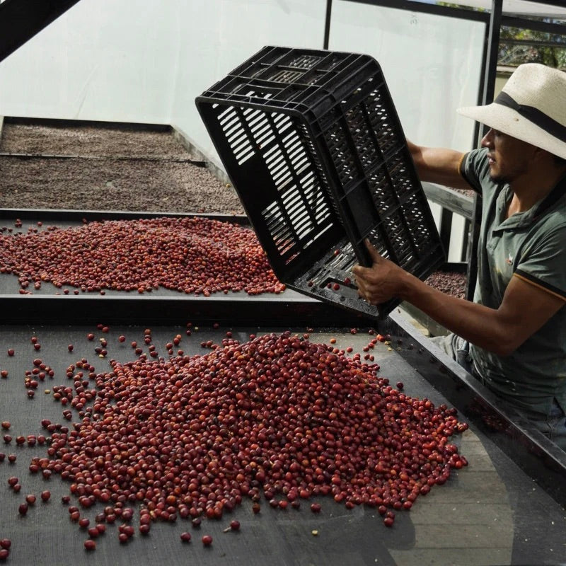 The Barn Nativo Nogales cafea boabe 250g fermentatie anaeroba