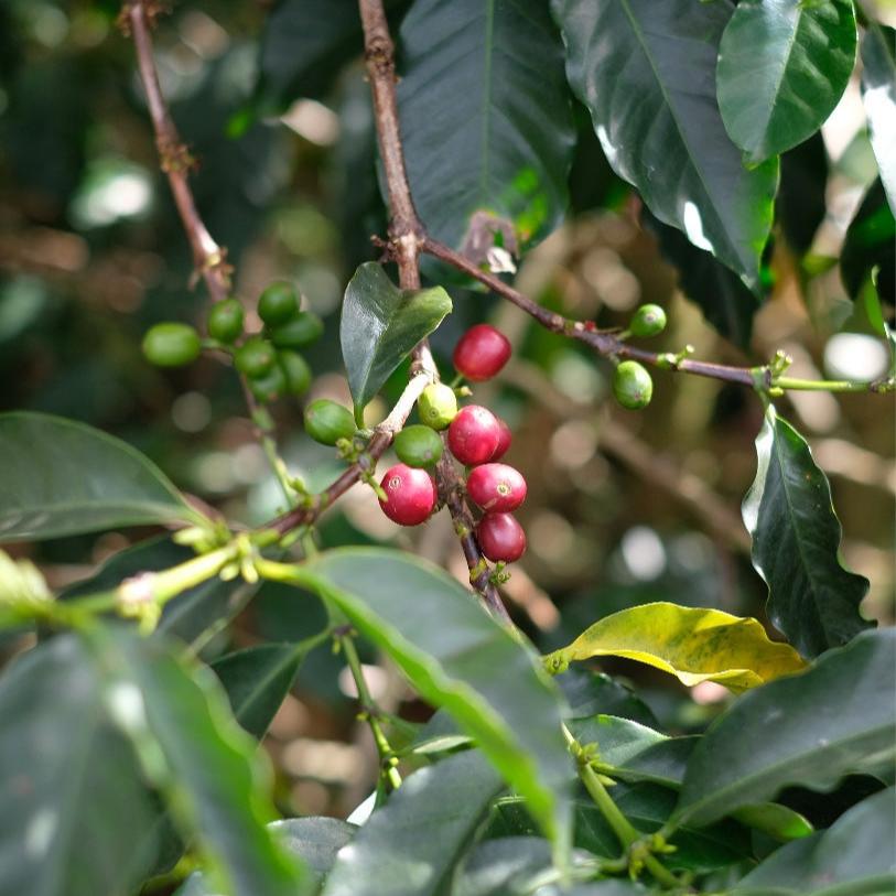 The Barn La Bandera cafea boabe 250g naturală