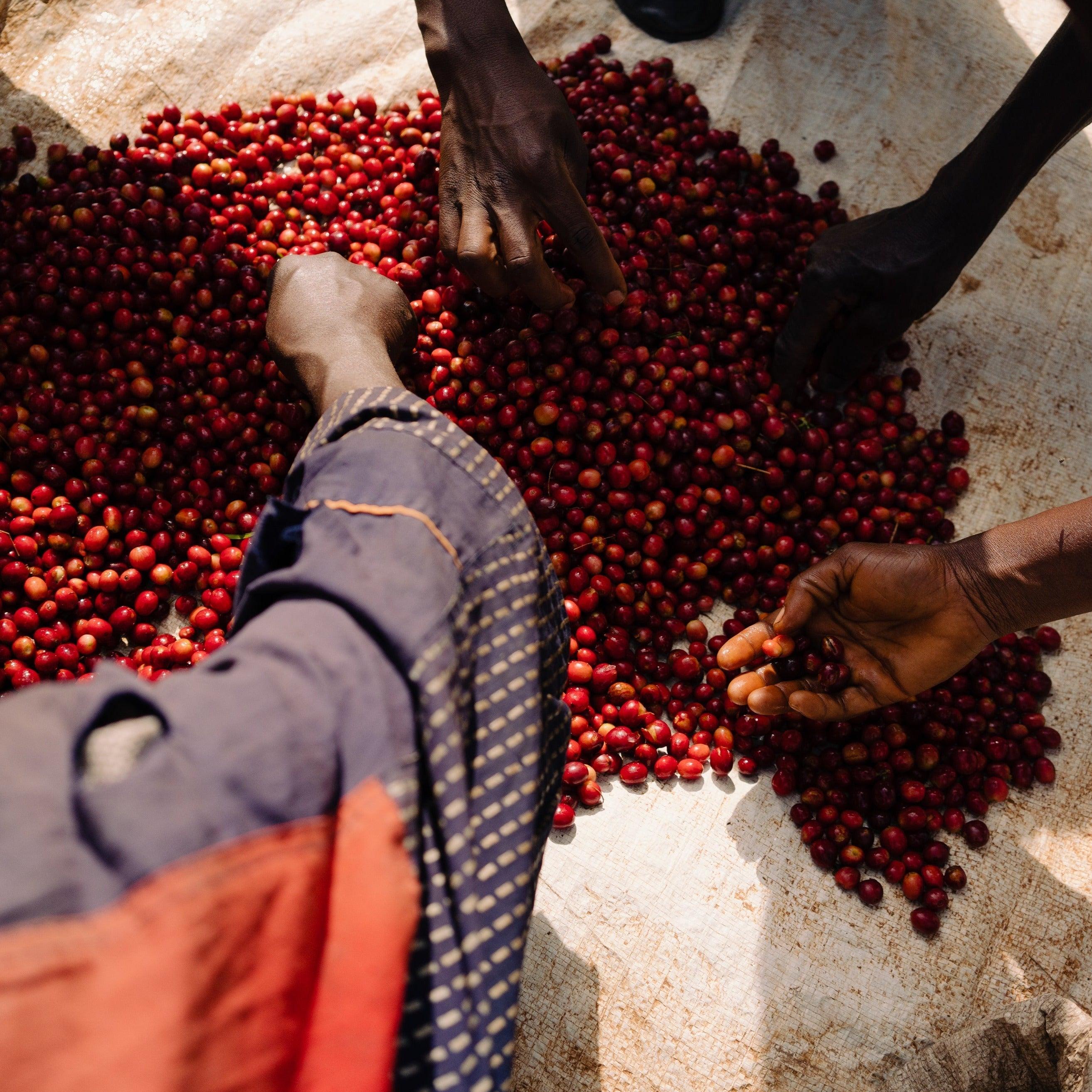 The Barn Bumba Hill Lot 1 cafea boabe 250g espressor