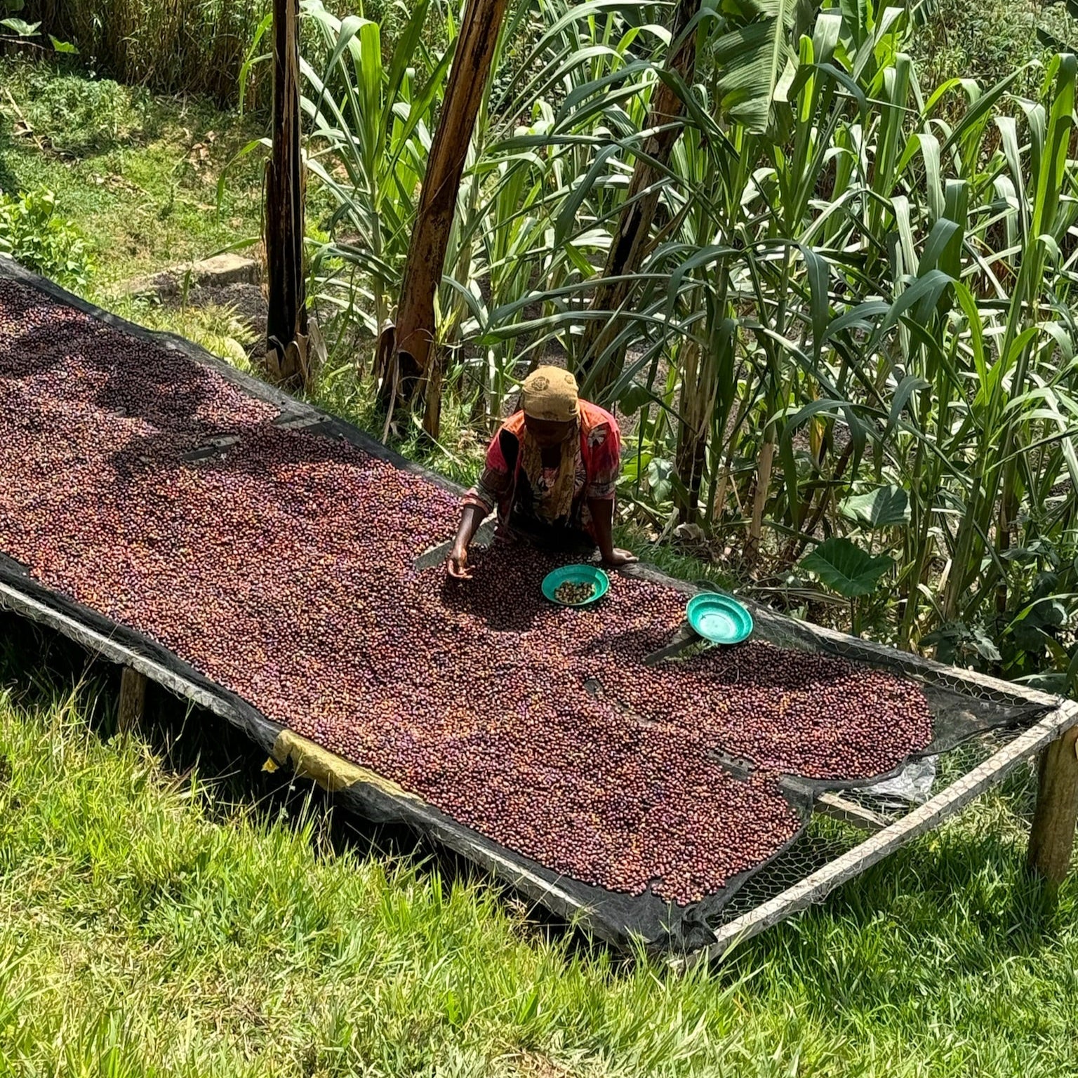 The Barn Gitwe cafea boabe 250g spălată Ruanda