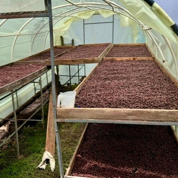 The Barn El Turpial Gesha cafea boabe 100g rară