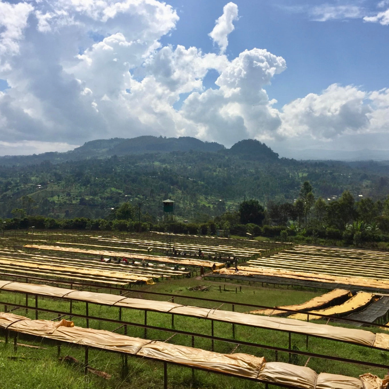 The Barn Gatomboya AA cafea boabe 200g Kenya