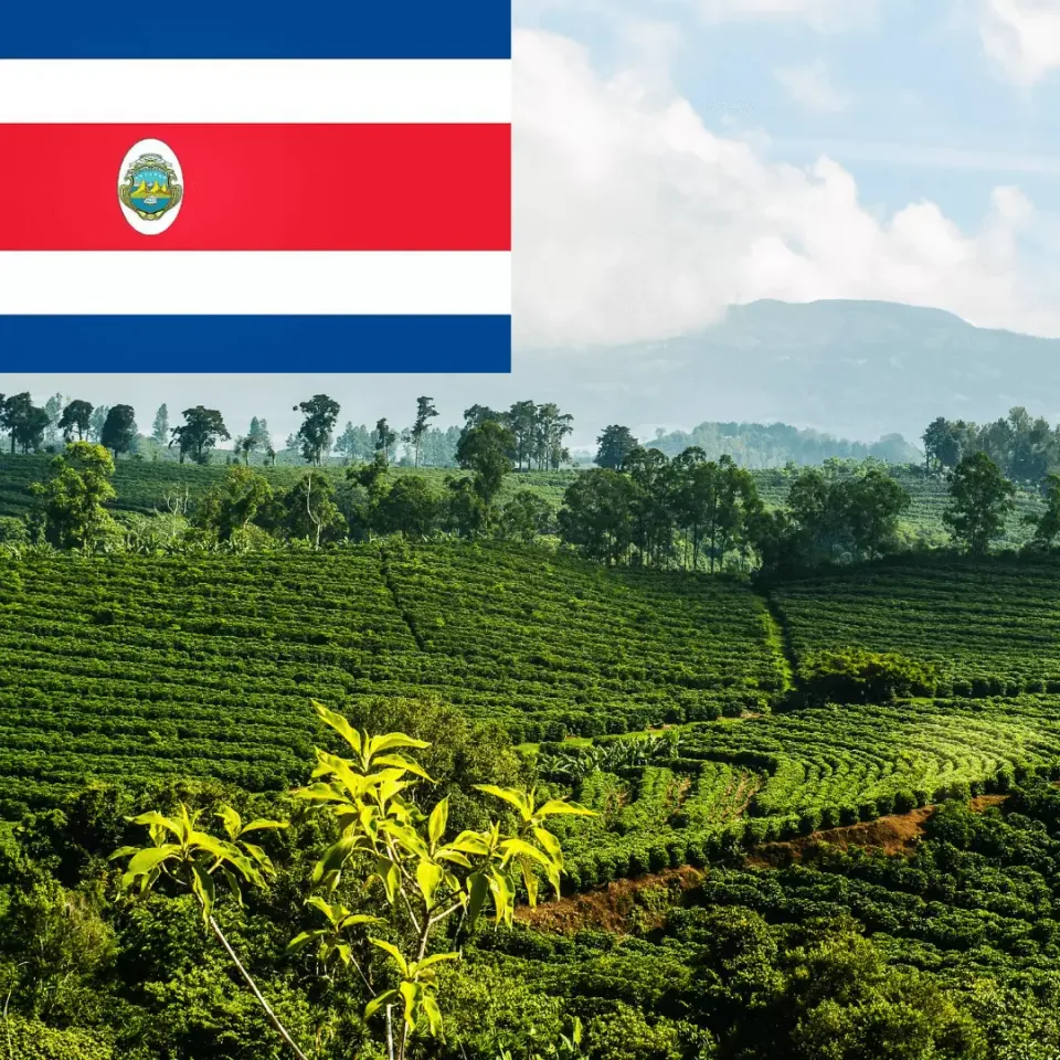 LEONARD Caffe Costa Rica cafea boabe arabica