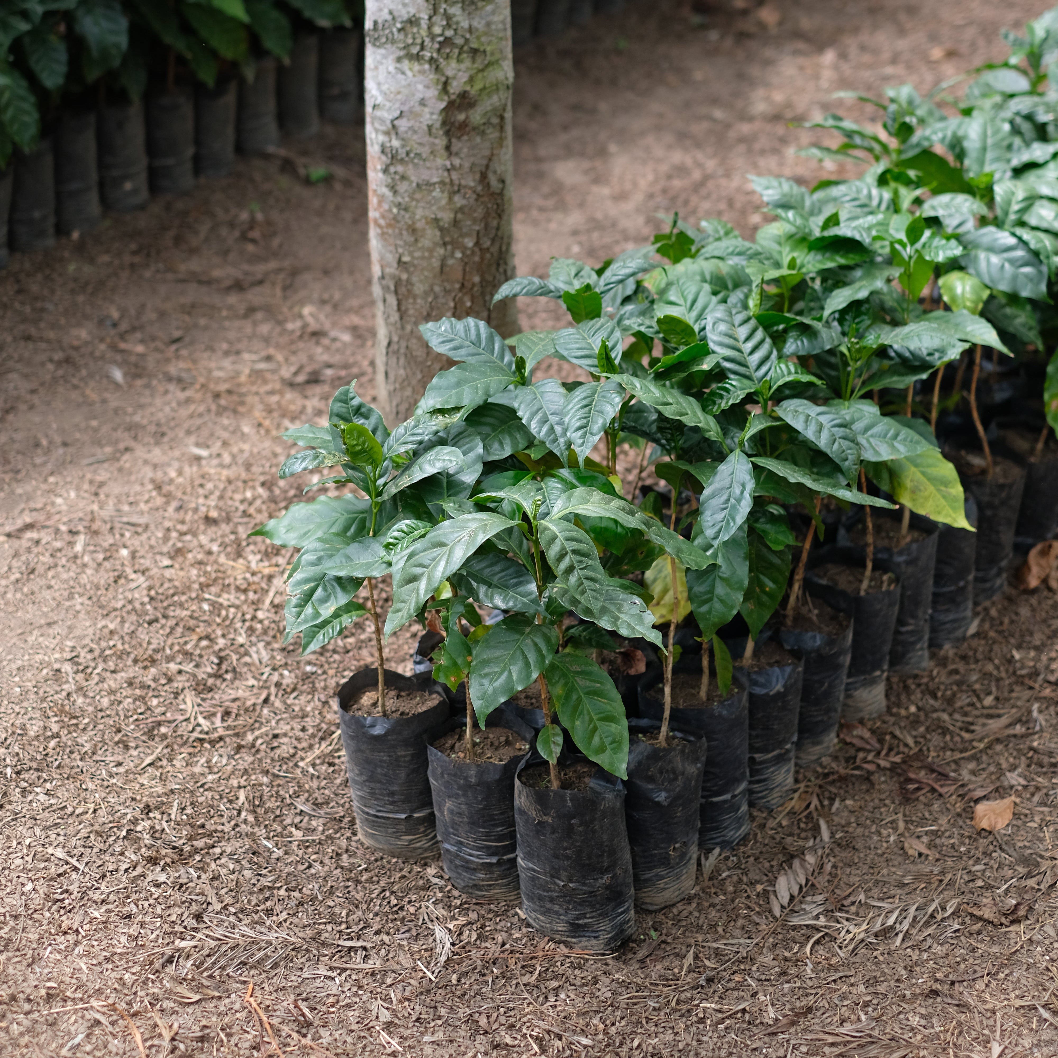 The Barn Los Pirineos Bourbon cafea boabe 250g El Salvador