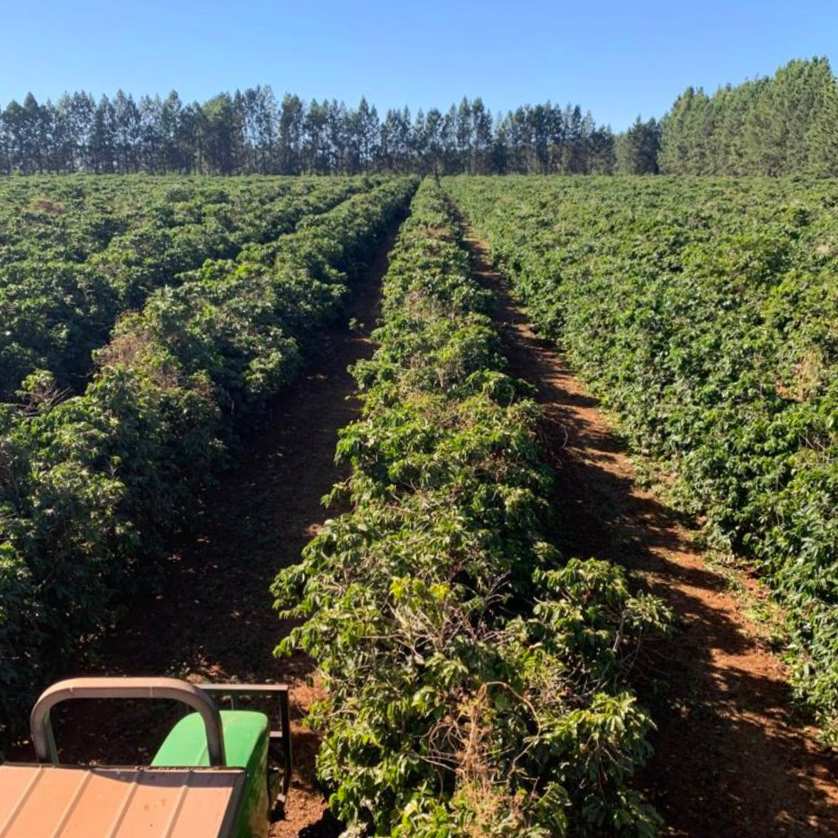 The Barn Our Plot Daterra cafea filtru 250g miere