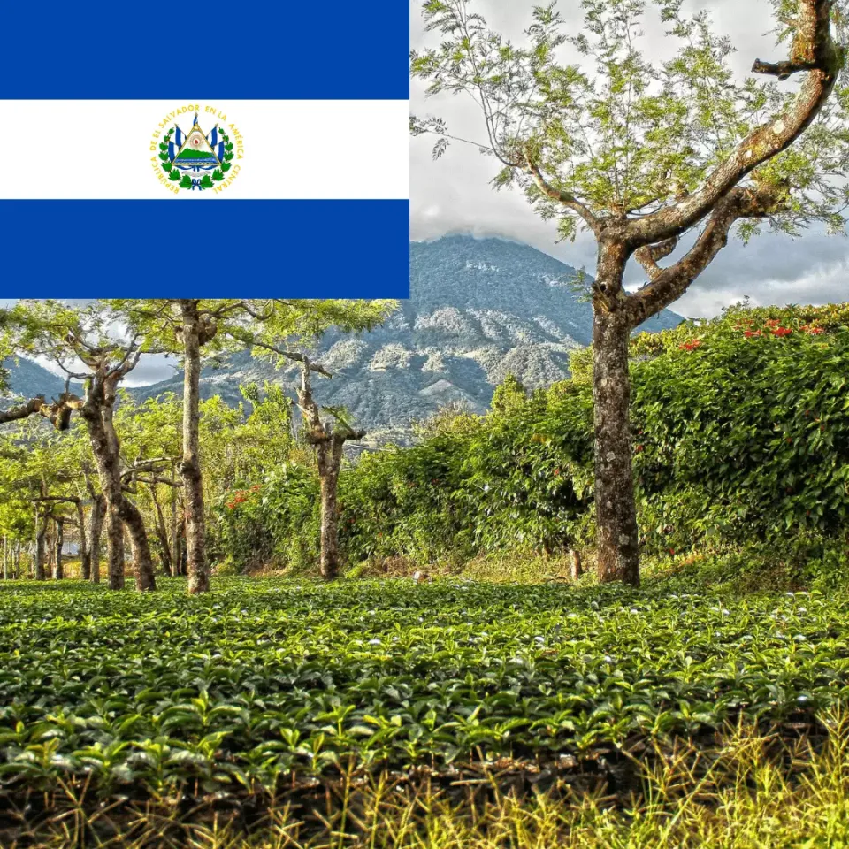 LEONARD Caffe El Salvador cafea boabe arabica spalata