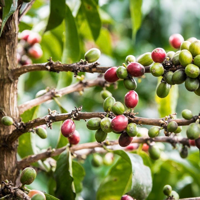 The Barn Kabingara AB cafea boabe 250g Kenya spalata