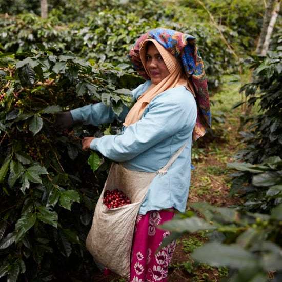 The Barn Asman Gayo cafea boabe 200g natural