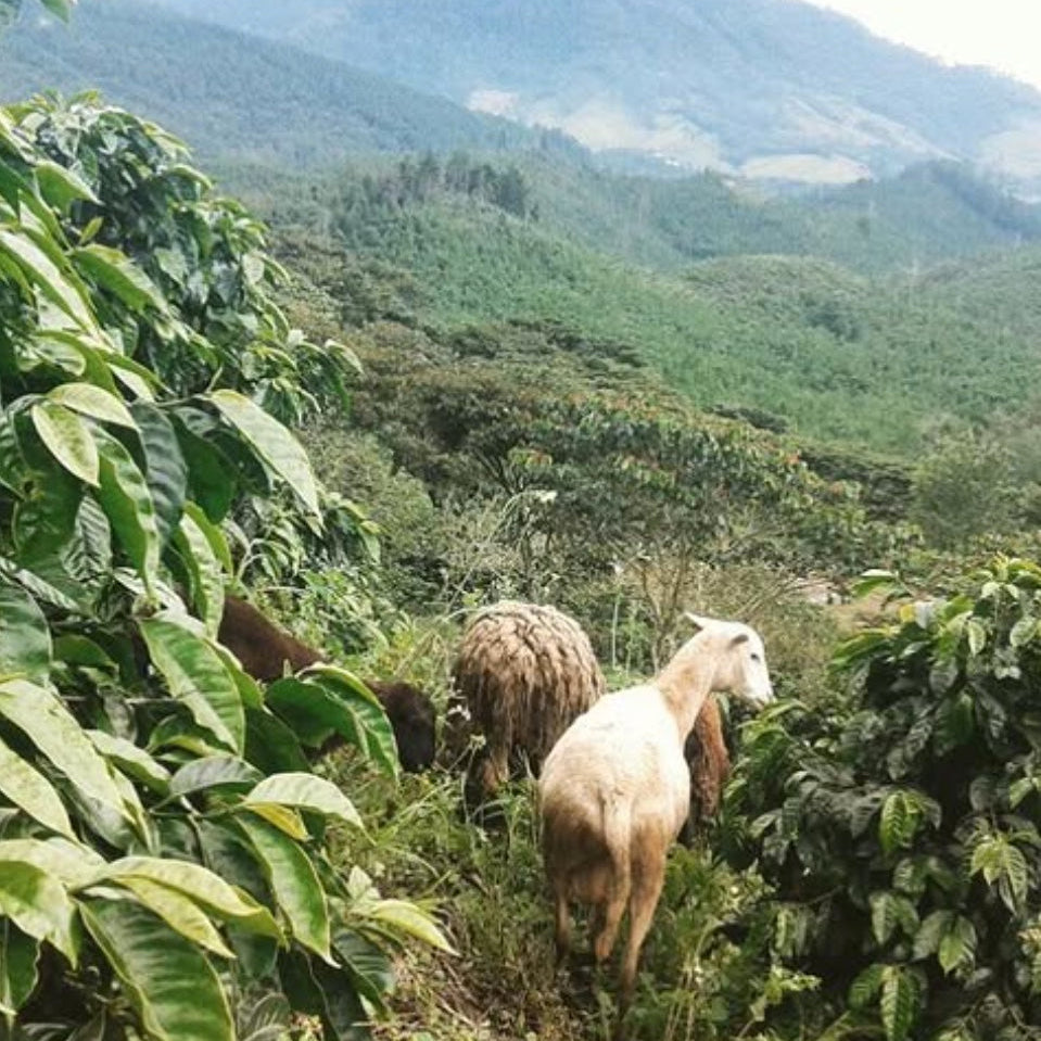 The Barn Santa Irene cafea boabe 250g spalata