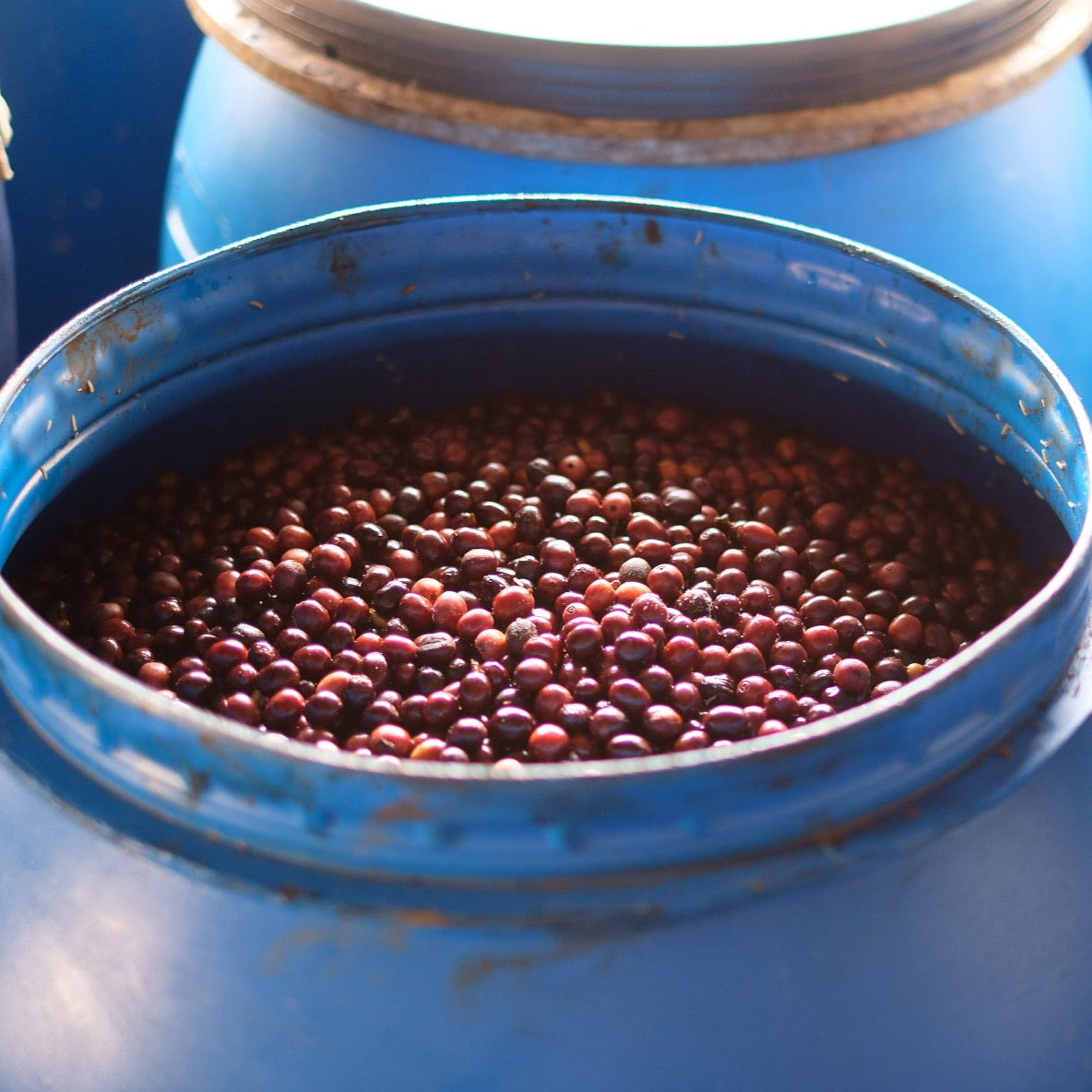 The Barn Himalaya Marsellesa cafea boabe 250g tropicala