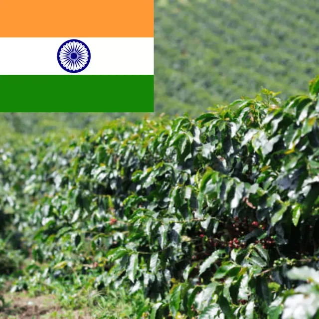 LEONARD Caffe India Cherry cafea boabe robusta naturala