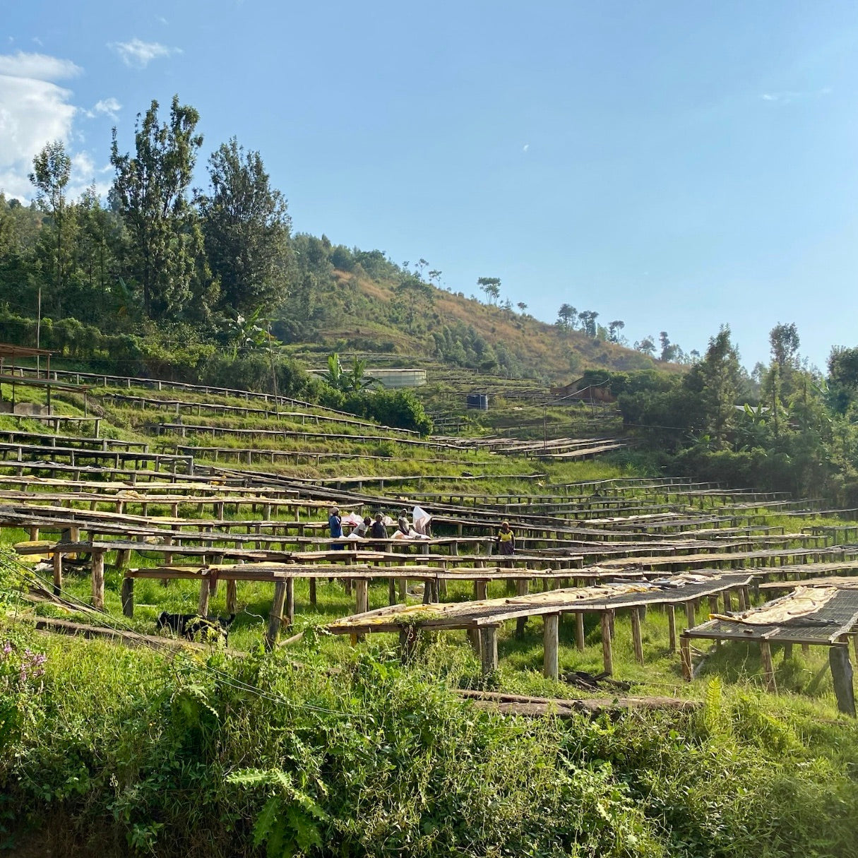 The Barn Mahembe cafea boabe 250g Rwanda spălată