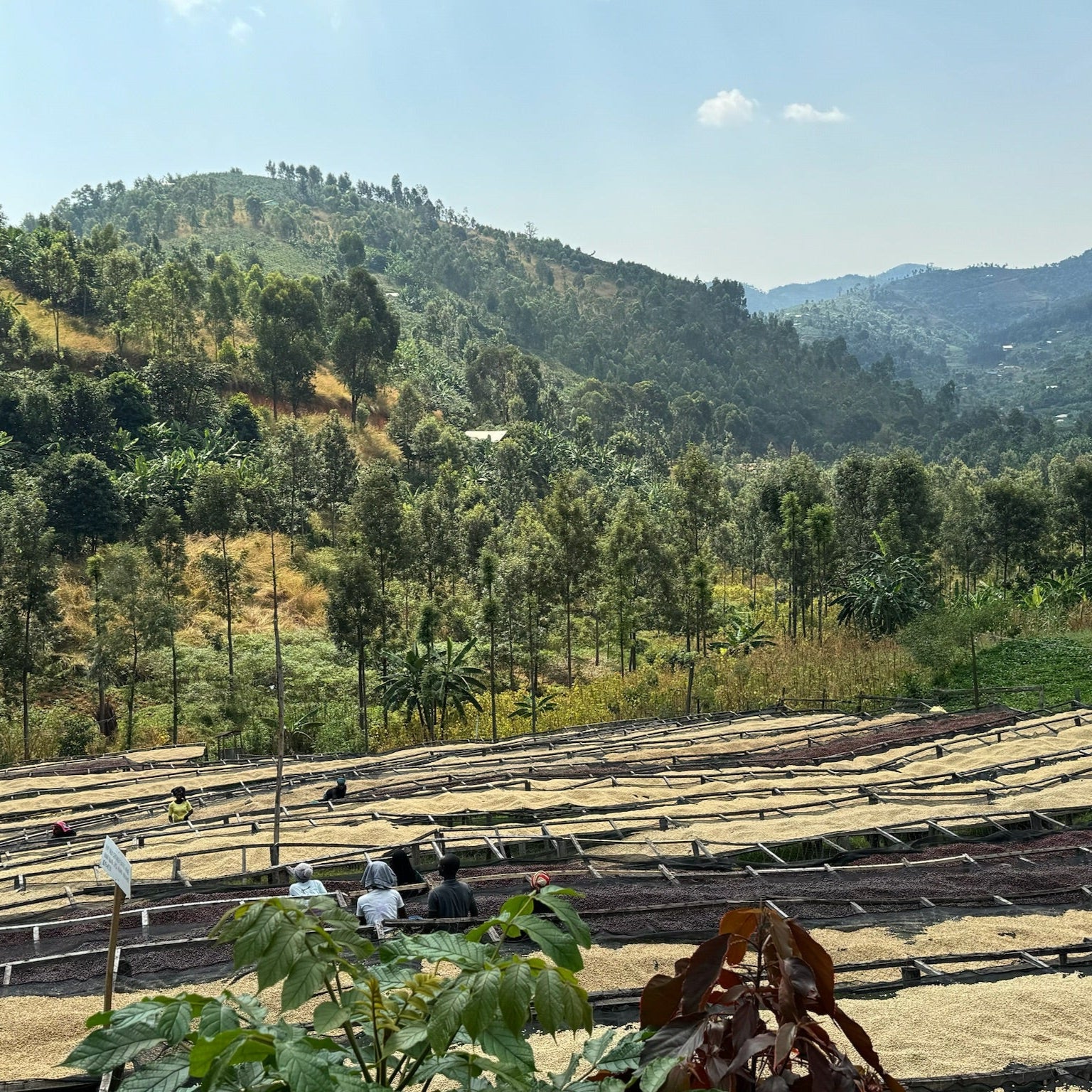 The Barn Gitwe cafea boabe 250g spălată Ruanda