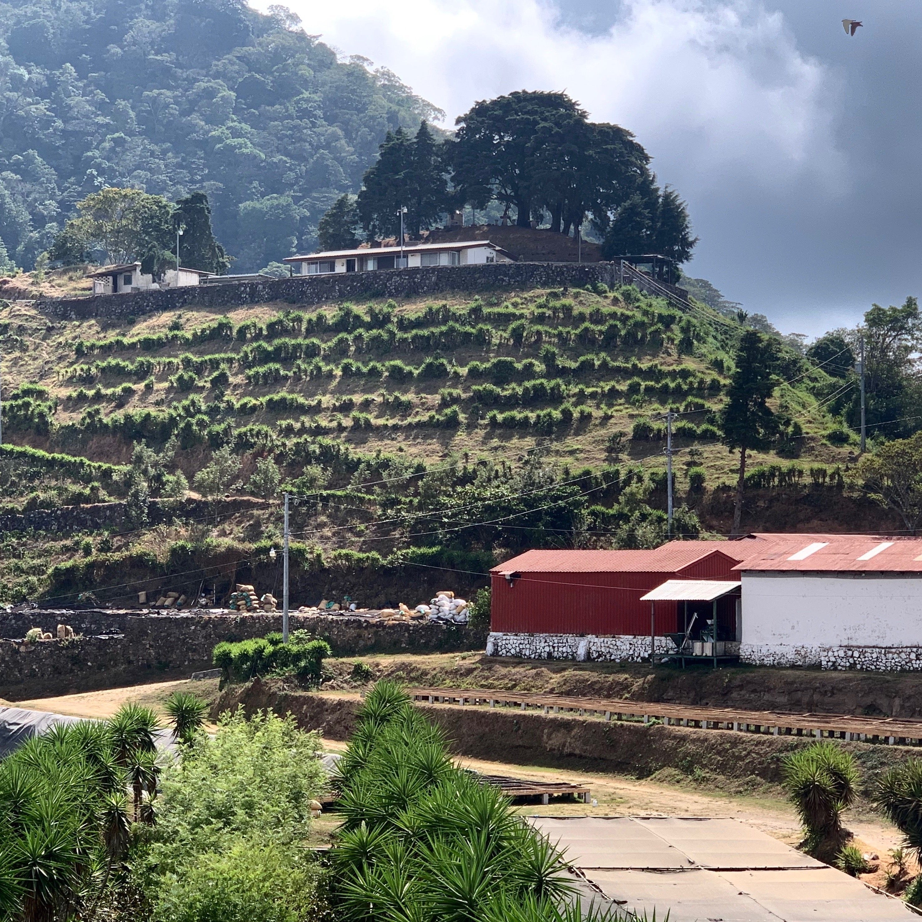 The Barn Los Pirineos Pacamara cafea boabe 250g honey