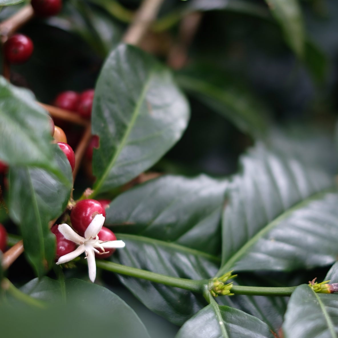 The Barn Hacienda La Esmeralda Gesha cafea boabe 100g